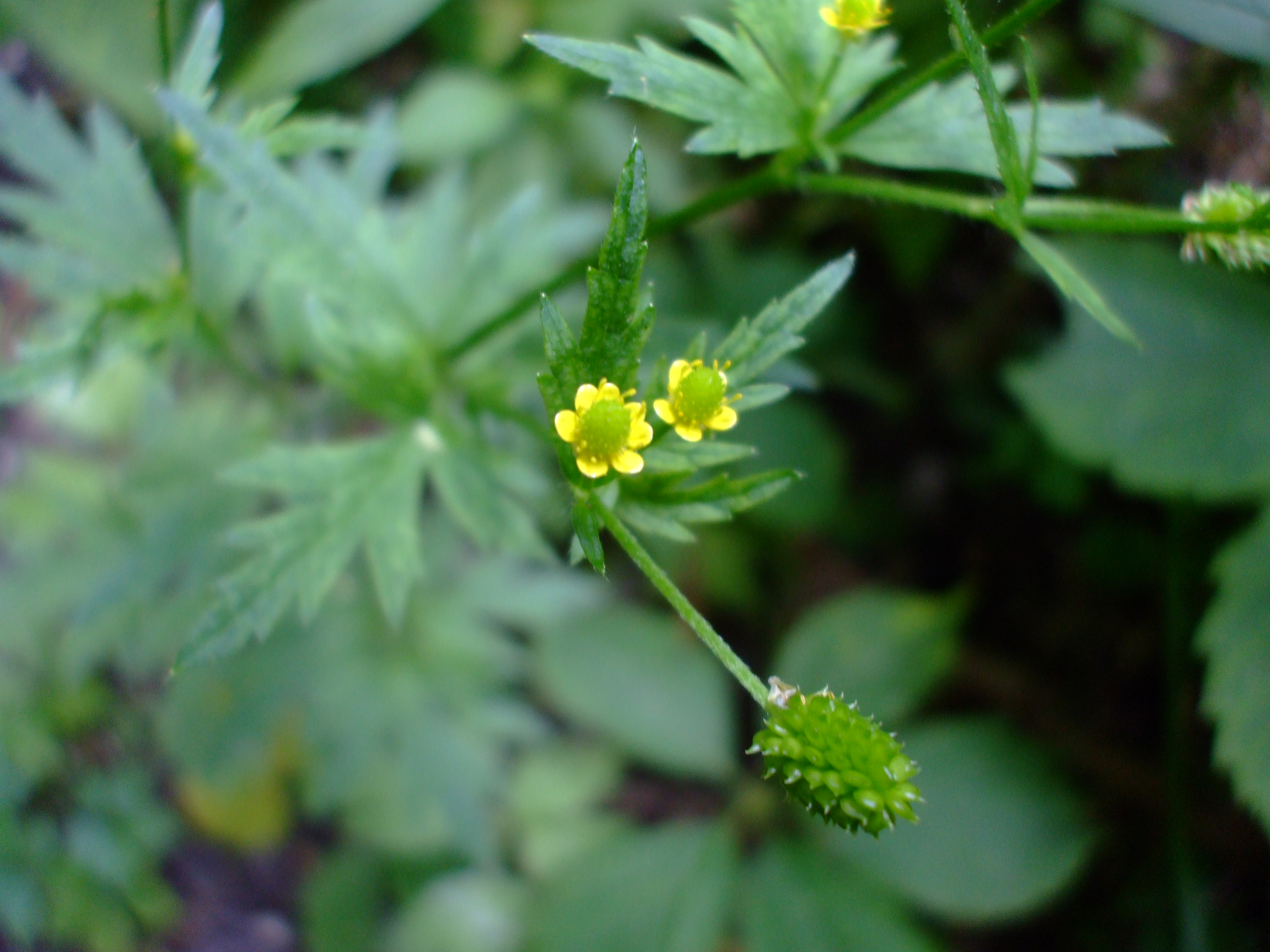 Ranunculus pensylvanicus